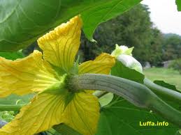 The Luffa Farm